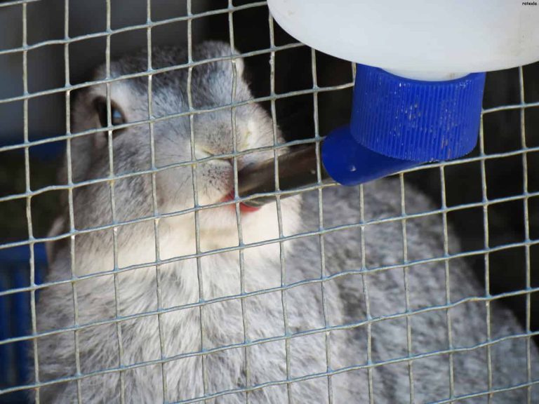 How Much Hay Should A Rabbit Eat Bunny Horde