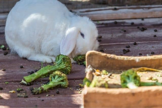 can rabbits eat broccoli