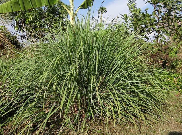 What are the benefits of feeding lemongrass to rabbits?