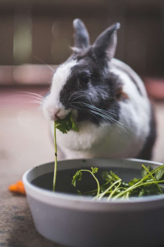 how many times a day should i feed my rabbit