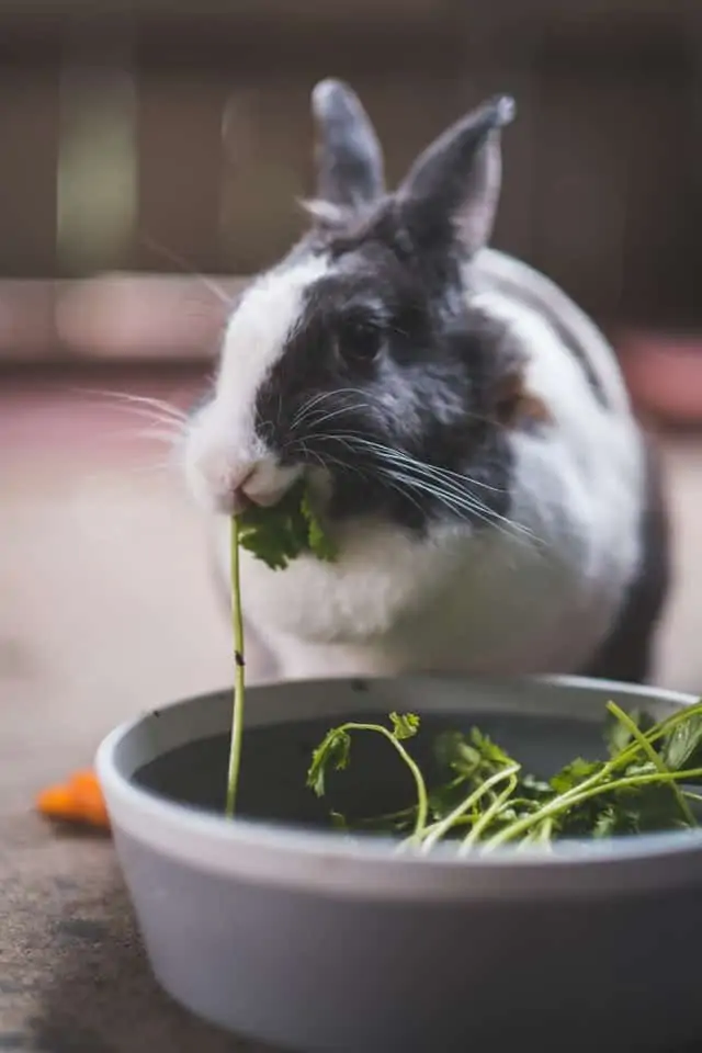토끼에게 하루에 몇 번 먹여야 할까?