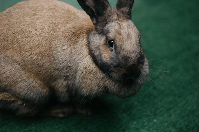 how many times a day should i feed my rabbit