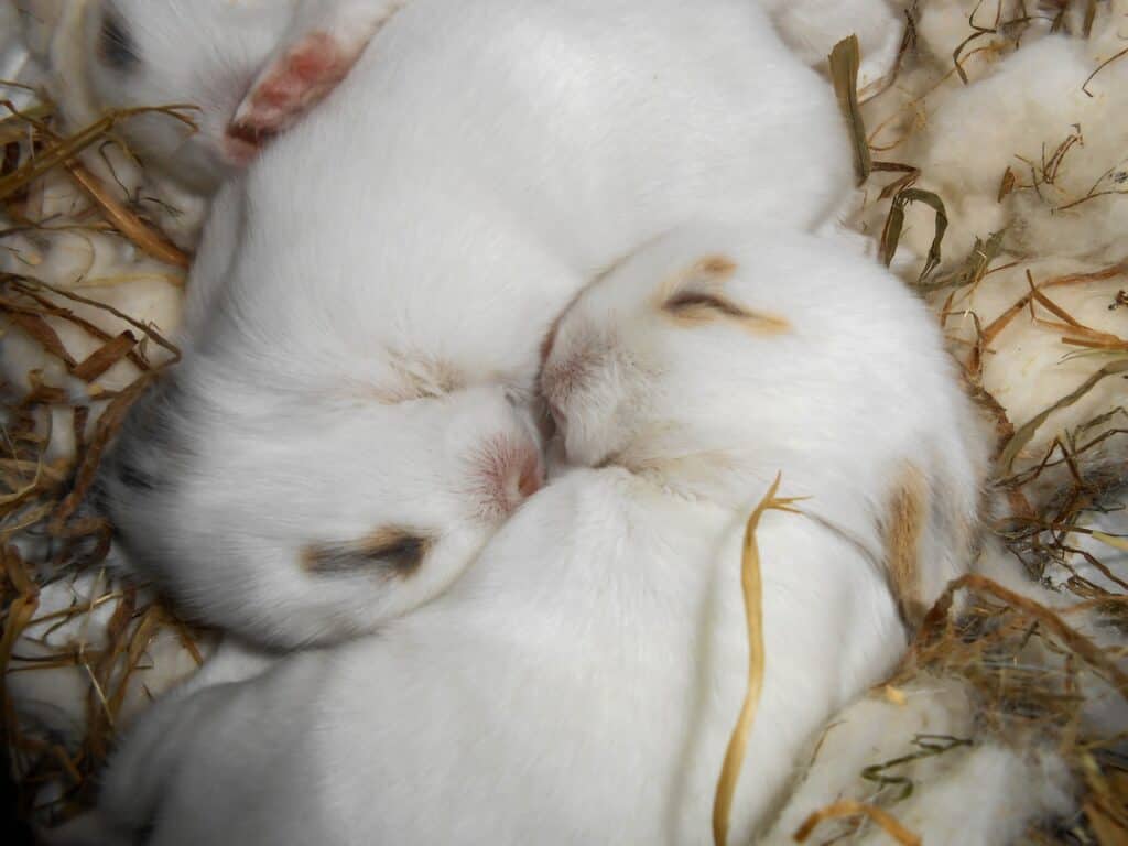 Is It Better To Have Two Rabbits Or One? 4 Reasons why you should not leave your rabbit alone for too long.