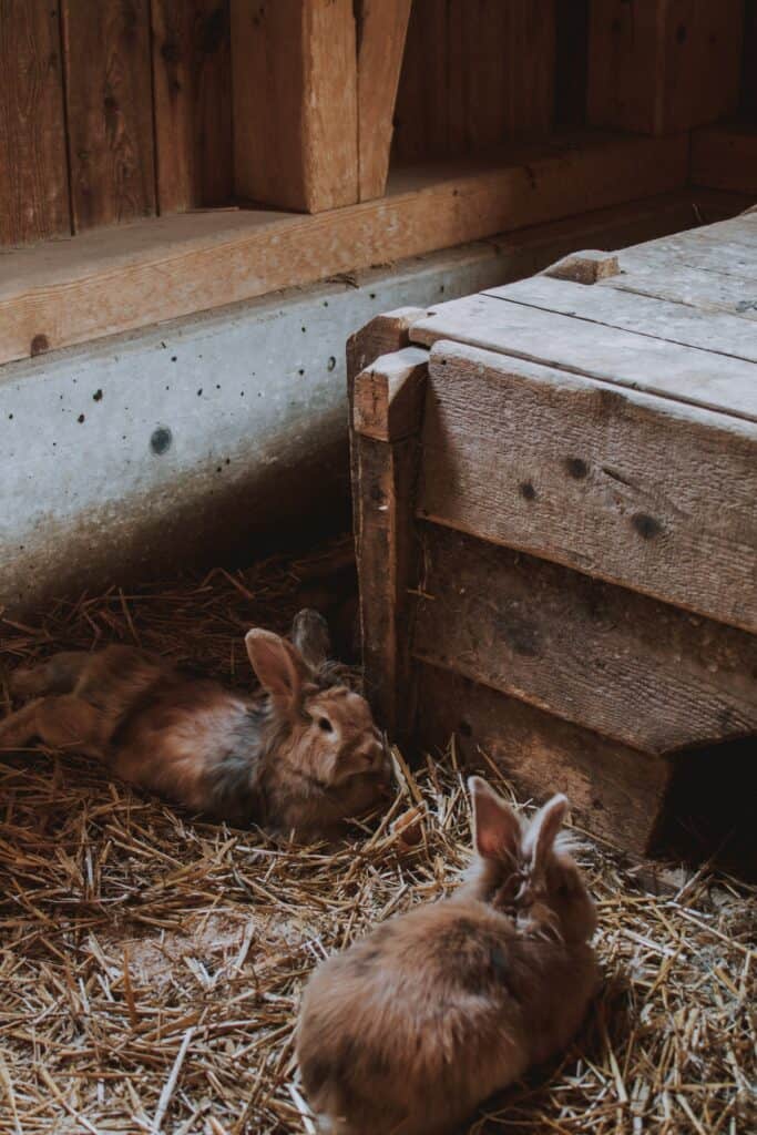 Is It Better To Have Two Rabbits Or One? 2 What are the benefits of having two rabbits?