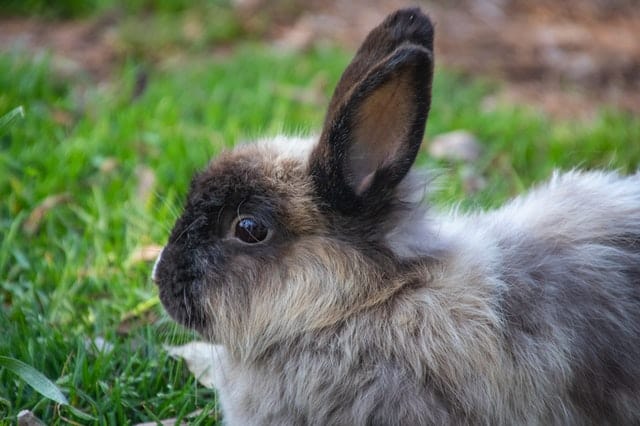 When can rabbits start eating apples?