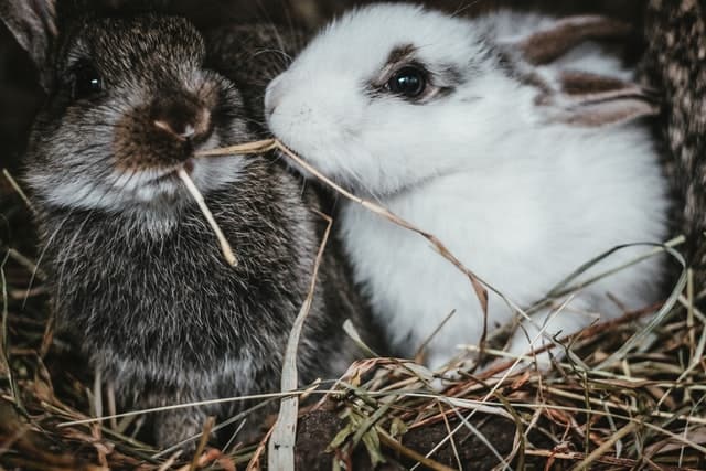 When should you not feed grapes to rabbits?