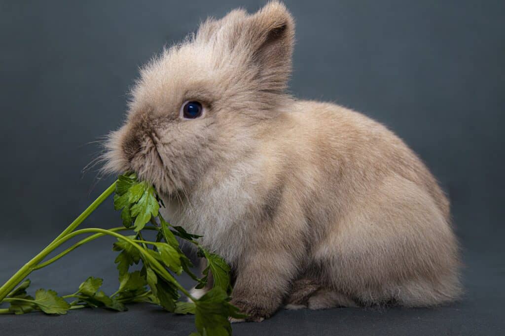 Do Rabbits Need Pellets