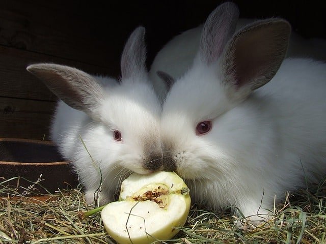 can rabbits eat apple
