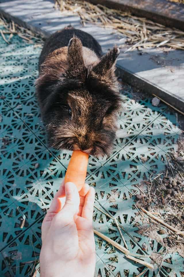 How Many Times A Day Should You Feed Your Rabbit Bunny Horde