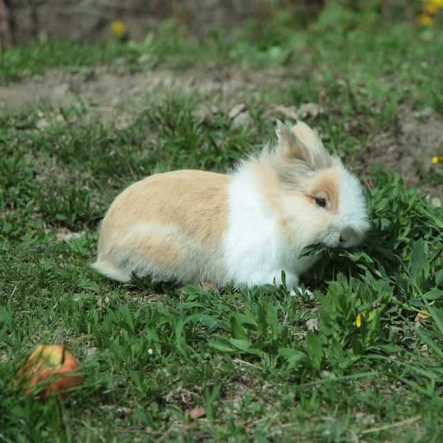 When should you not feed broccoli to rabbits?