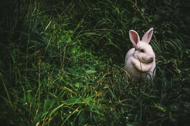 What are the benefits of feeding tomatoes to rabbits?