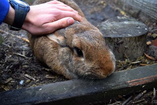 Why does your rabbit run away from you when you try to pet him?