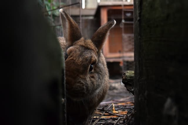 Why does your rabbit run and hide from you?