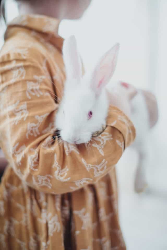 pexels ksenia chernaya 3980610 My Rabbit is Scared of Me All Of A Sudden: 4 reasons (with proven solution)