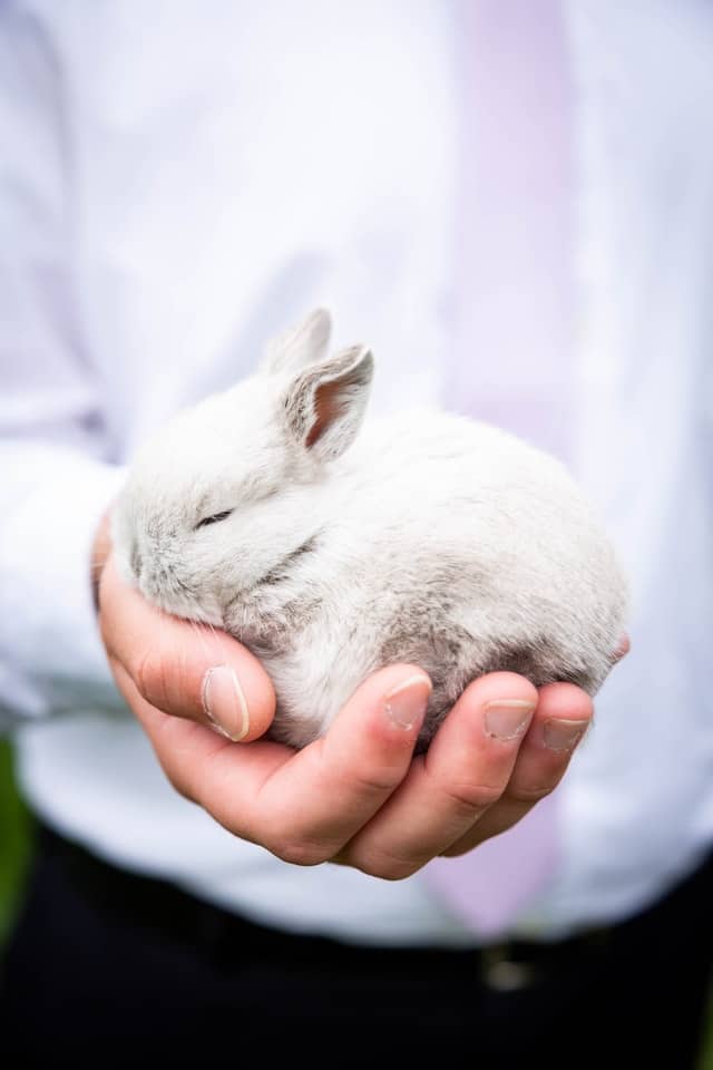 Why does your rabbit run away from you when you try to pet him?