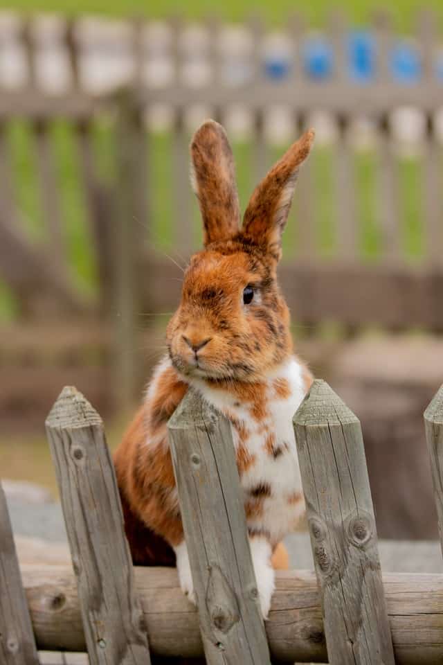 rabbit standing in fence