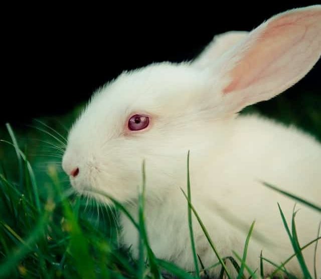 When should you not feed green beans to rabbits?