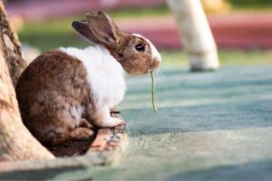 can rabbits eat green beans