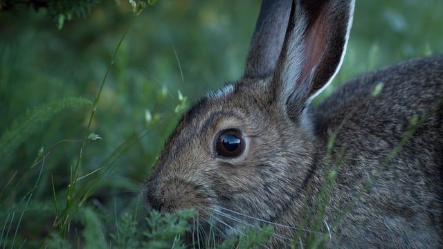 scared rabbit