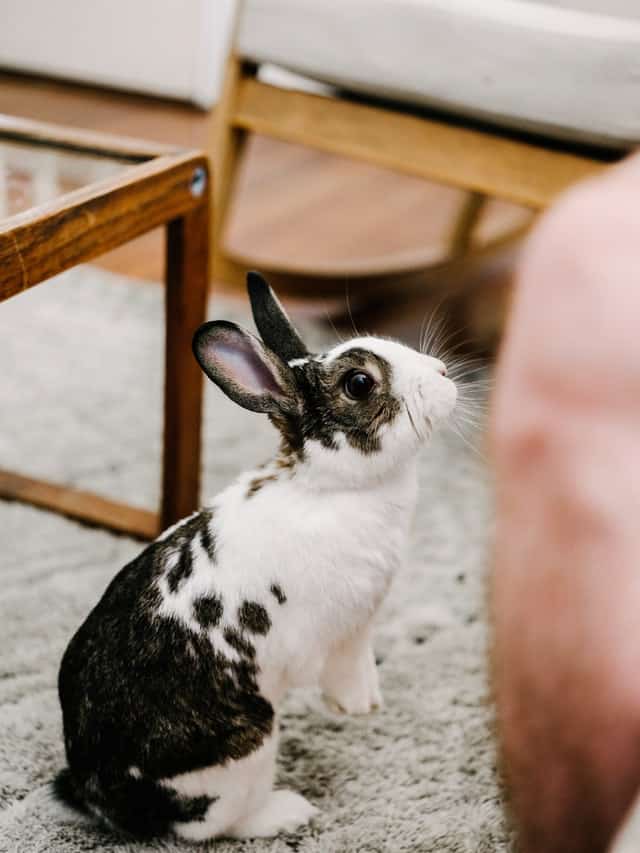 Why is your rabbit headbutting You 3 reasons (with solution) Bunny Horde