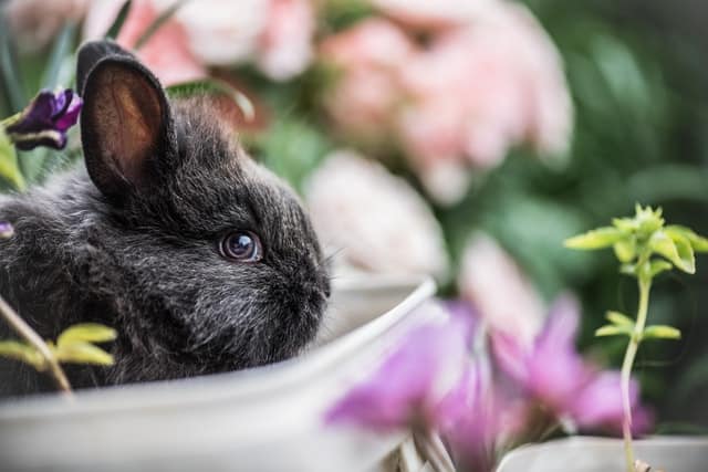 rabbit protecting kits