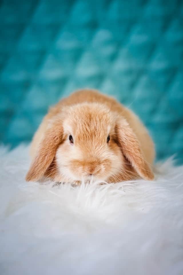 erik jan leusink SDX4KWIbA unsplash 1 Why Do Rabbits Move Their Bedding: 4 reasons (with proven solution)