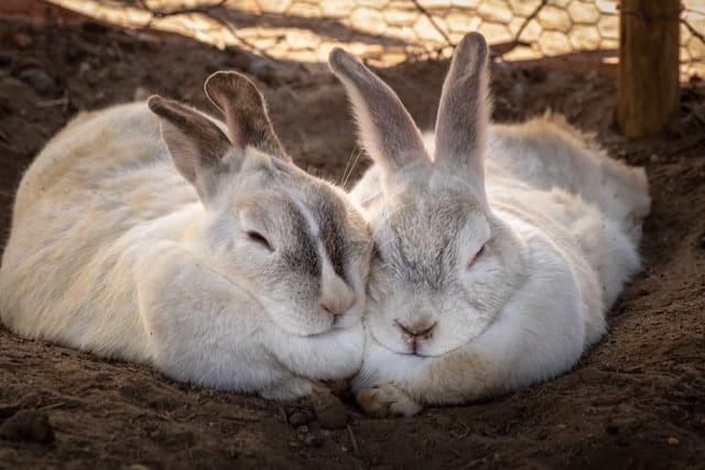 two rabbits sleeping together