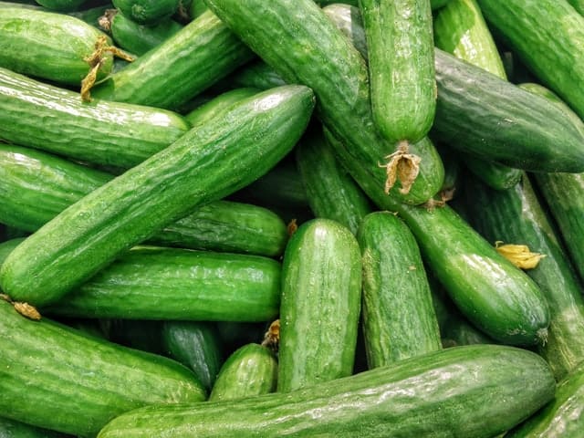 What are the benefits of feeding zucchini squash to rabbits?