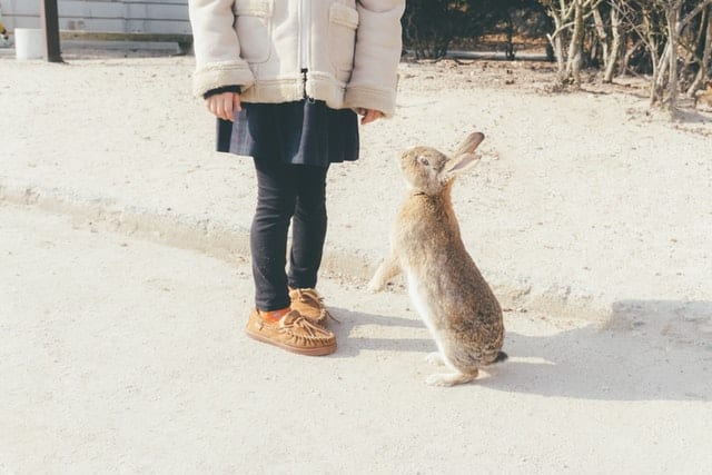 hong feng 5Mmy6kg0yxI unsplash How to get your rabbit to cuddle with you? Here's How I Did It.