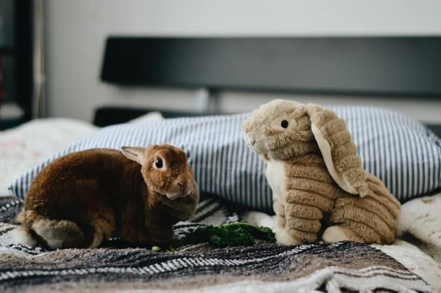 jennifer chen aB3wYypke8M unsplash Why Do Rabbits Move Their Bedding: 4 reasons (with proven solution)