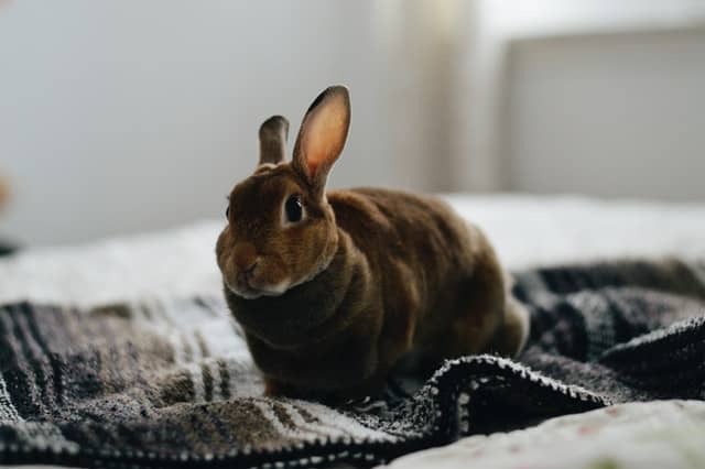 jennifer chen h0GbJwpMNiM unsplash Why Do Rabbits Move Their Bedding: 4 reasons (with proven solution)