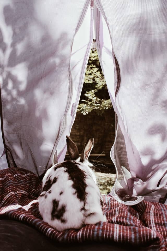 julian gentilezza mHVP2NByegY unsplash Why Do Rabbits Move Their Bedding: 4 reasons (with proven solution)