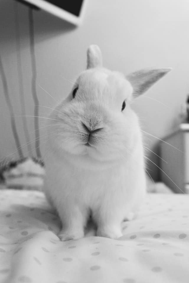 lucy m KNMbRhf5IT8 unsplash 1 Why Do Rabbits Move Their Bedding: 4 reasons (with proven solution)