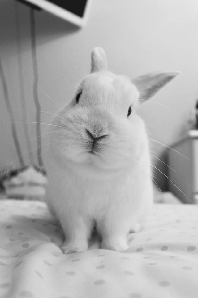 rabbit is saying hello, I love you!