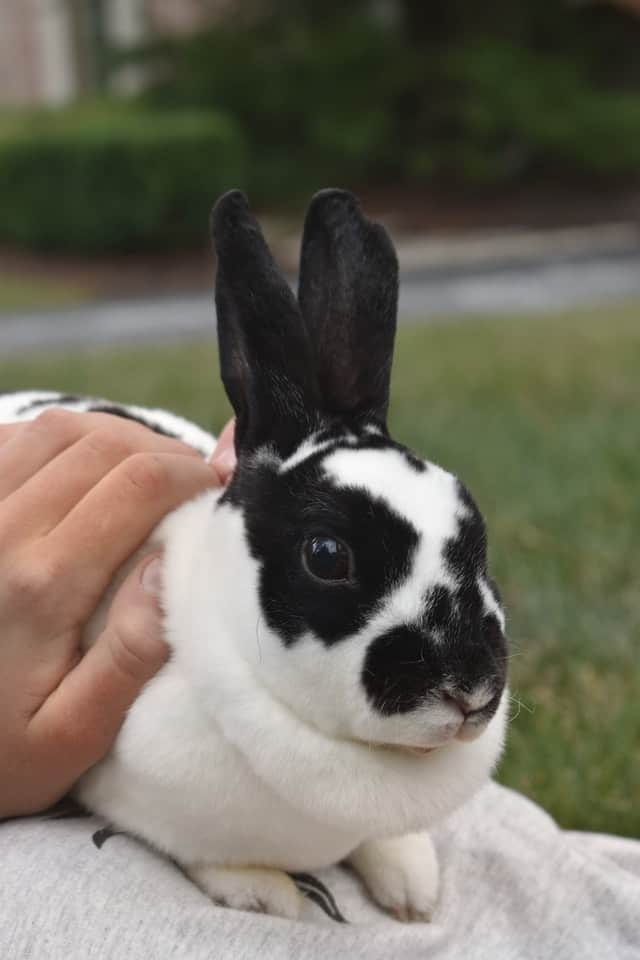 petting and holding a rabbit