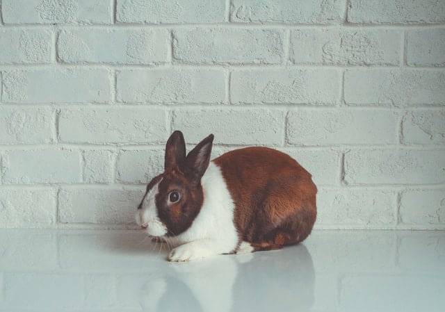A brown and white scared rabbit.