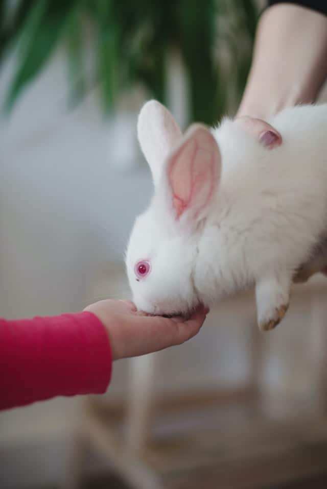 feeding rabbit