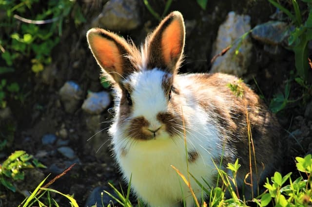 pexels lucas 3730206 ¿Pueden los conejos comer espárragos? 9 cosas que debes saber.