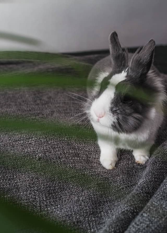 los conejos comer espárragos 9 cosas que debes saber.