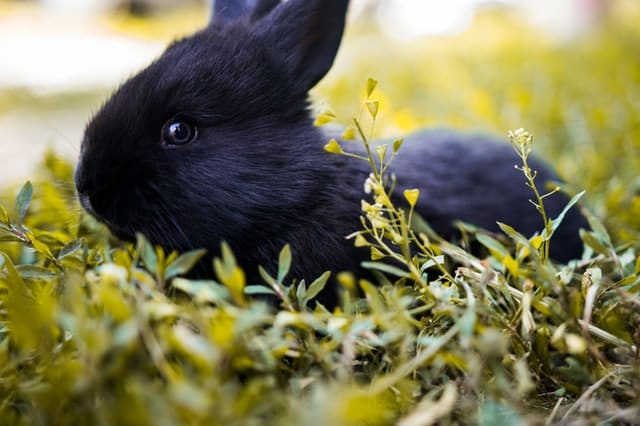 pexels petar starcevic 2389072 Can Rabbits Eat Asparagus? 9 things you need to know.