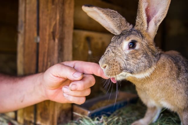 biting rabbit