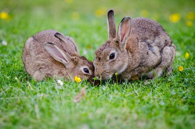 Two unneutered wild rabbits being affectionate to each other