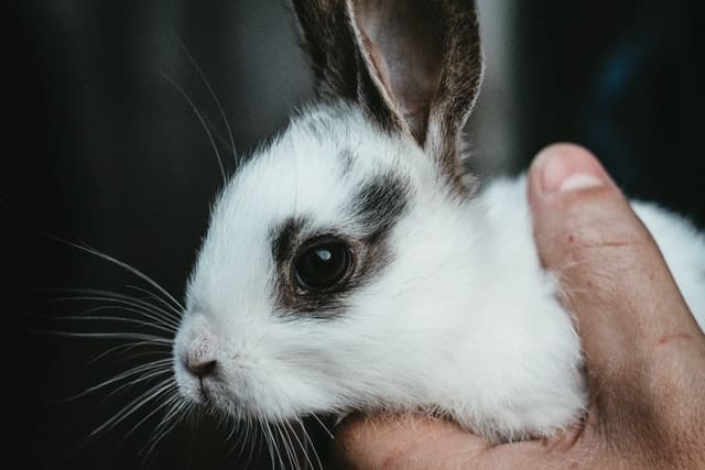 When should you not feed zucchini squash to rabbits?