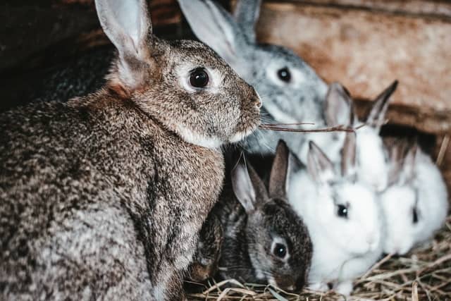 When can rabbits start eating zucchini squash?