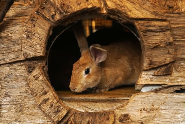 rabbit hiding in hole