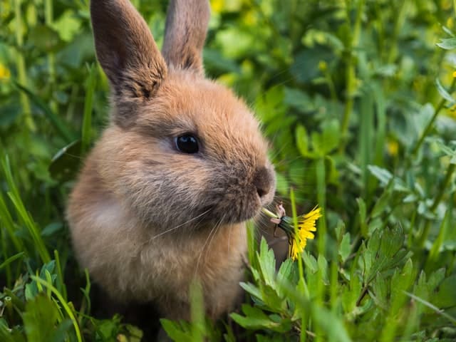 sgalagaev qlg6aa4XgU unsplash Can Rabbits Eat Oranges? 9 things you need to know.