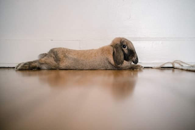 bored rabbit