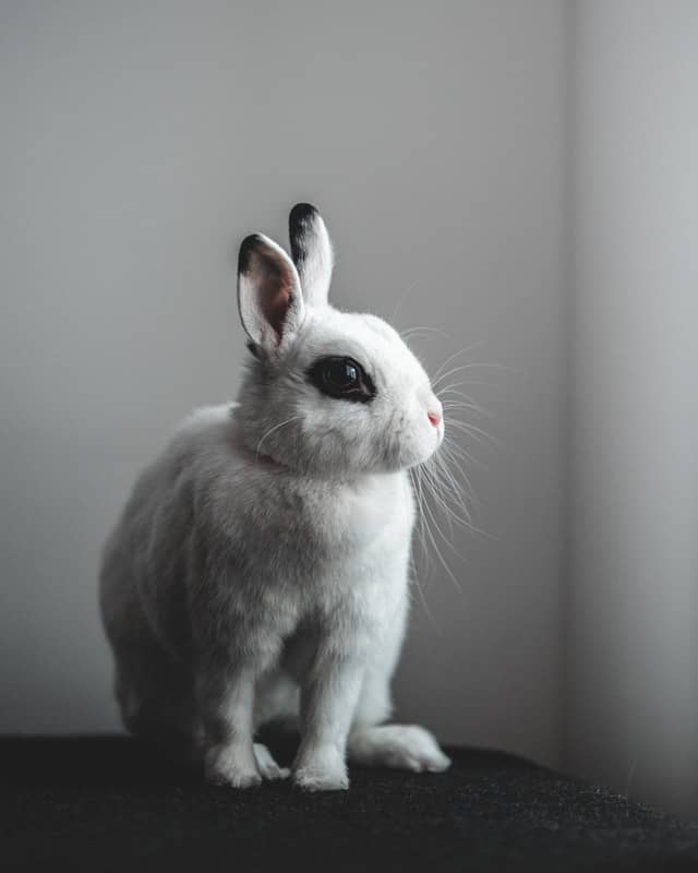 tamas tuzes katai fLj1a73qCB0 unsplash Why Do Rabbits Move Their Bedding: 4 reasons (with proven solution)