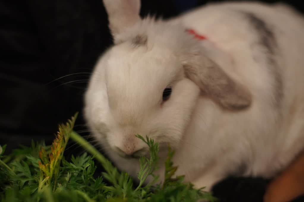 10272732283 3b2ce3b60b b How To Tell If Your Rabbit Is Stressed?