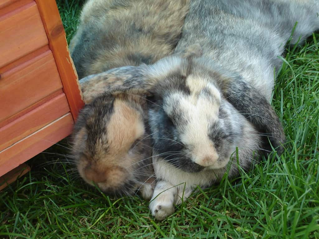 How To Stop A Rabbit From Chewing Its Cage? 6 Two rabbits sleeping together peacefully.